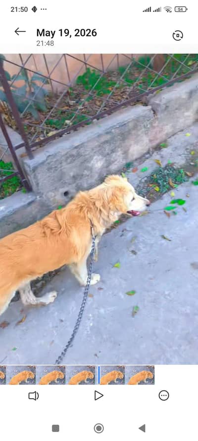 Golder Retriever/ Lovely Dog