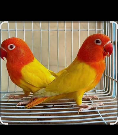 love bird pair with Chic for sale