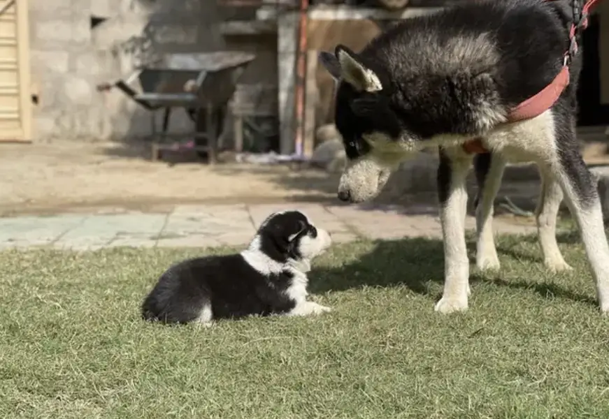 Husky puppy 40days male blue eyes