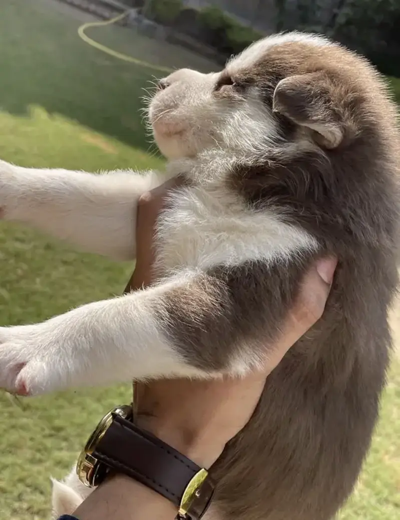 Husky puppy 40days male blue eyes — photo 2