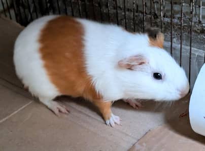 Guinea Pig