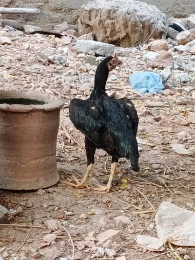 black bengum murghi extra height