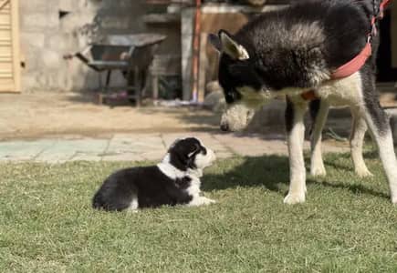 Siberian Husky Puppy