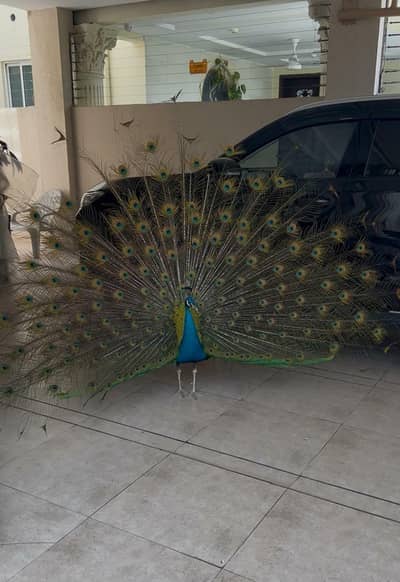 2 moor white or blue 2 hen pair for sale