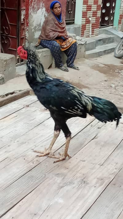 tevar hasil hai lamba kad hai ful haldi hai