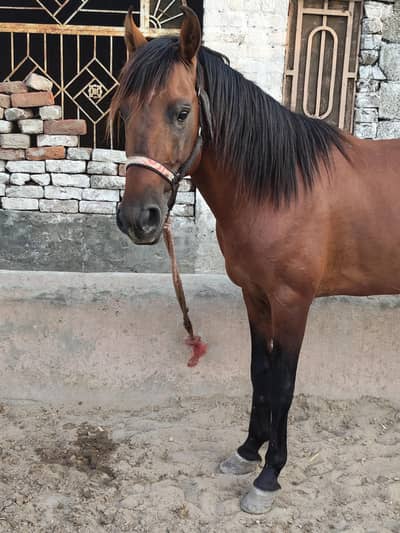 Niza Bazi Horse