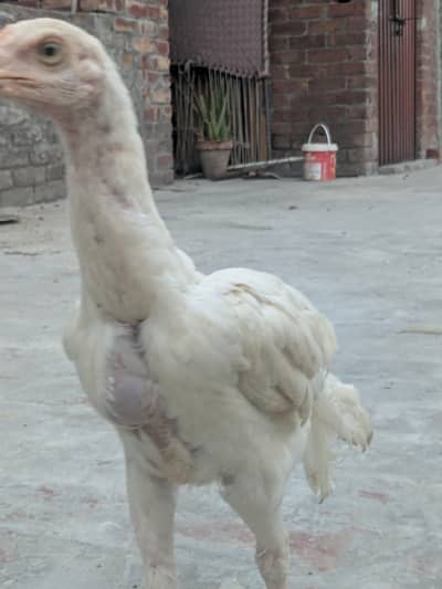 Aseel Heera  chicks per 3000rs