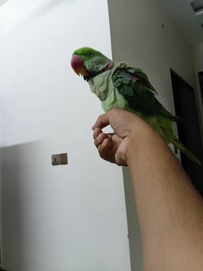 Rew Male Hand Tame & Rew Chick Hand tame