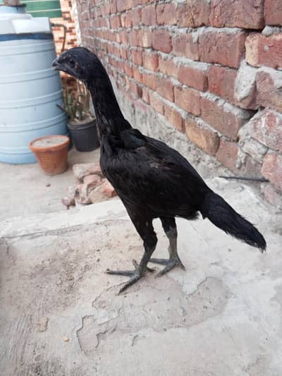 drogan female for sale WhatsApp 03416852769