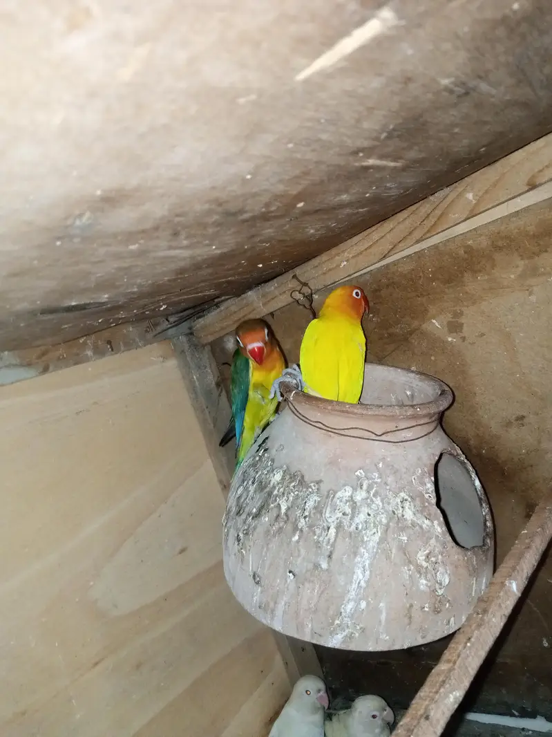 budgies for sale — photo 2