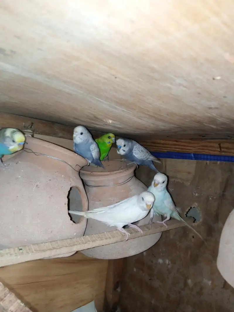budgies for sale — photo 3
