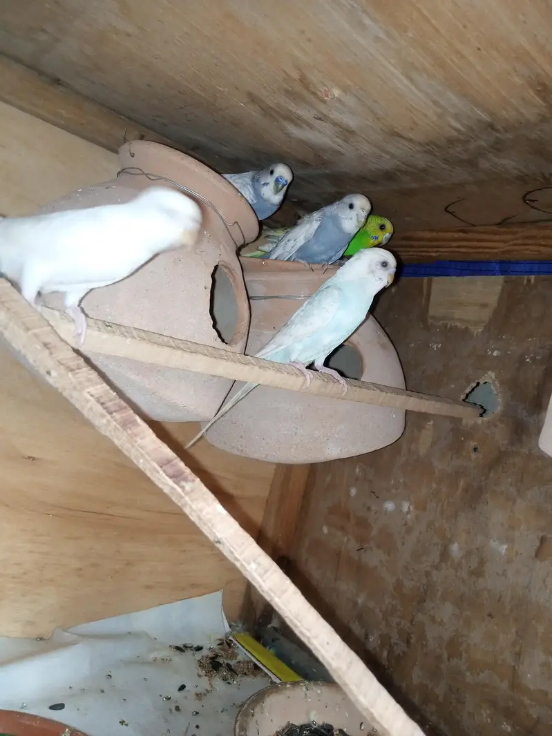 budgies for sale — photo 4