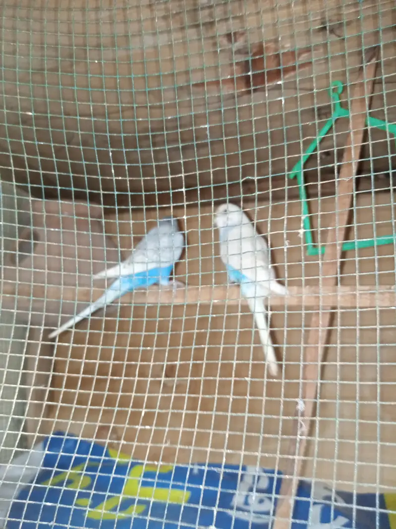 budgies for sale — photo 5