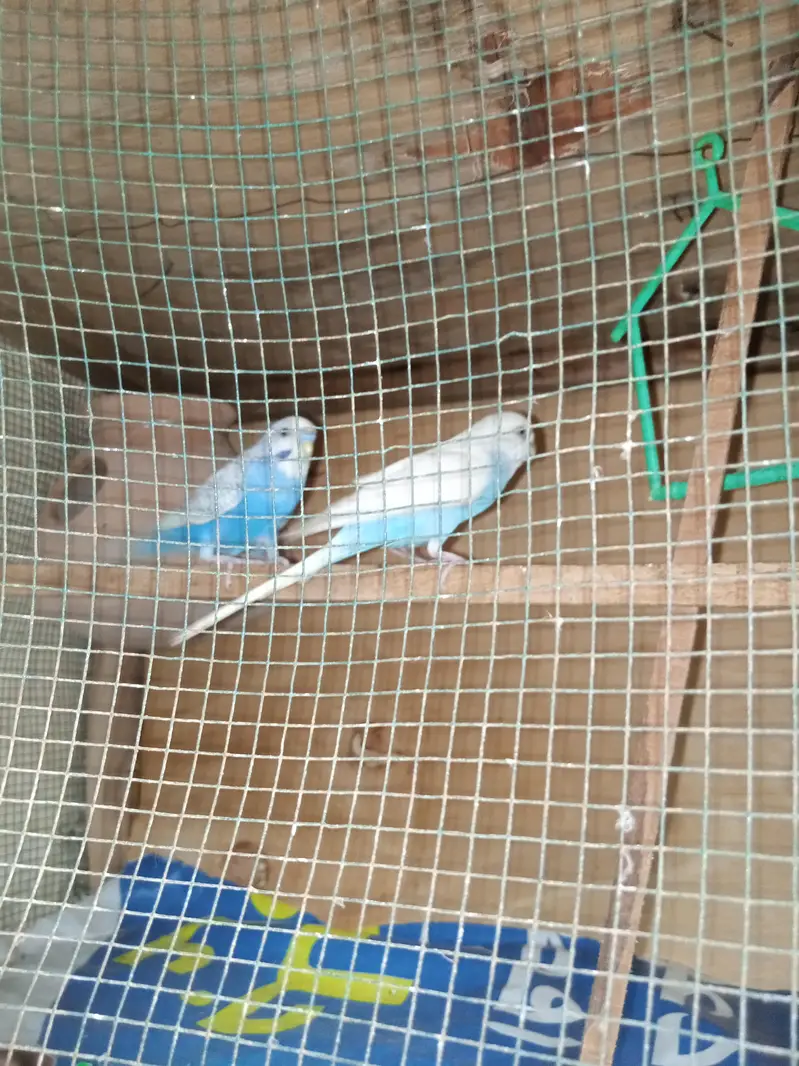budgies for sale — photo 6