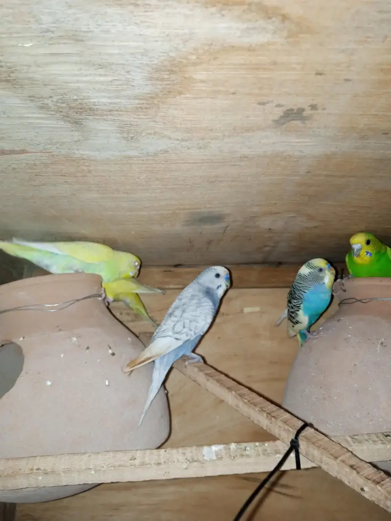 budgies for sale — photo 7