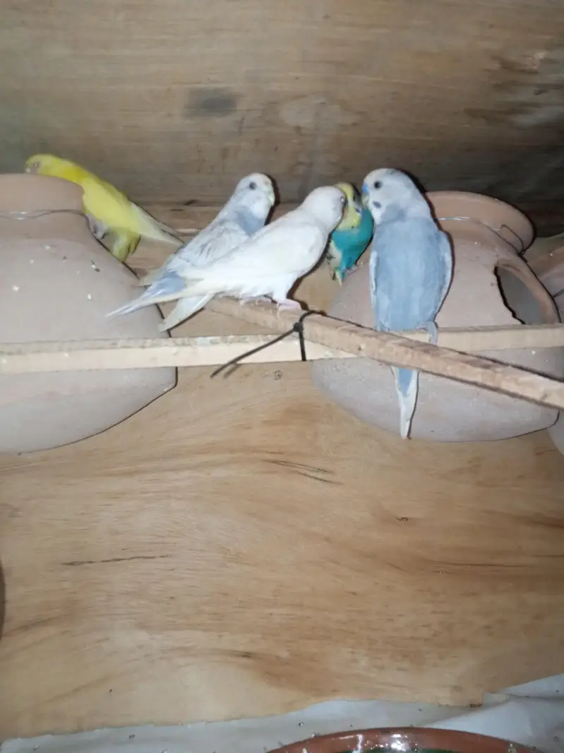 budgies for sale — photo 8
