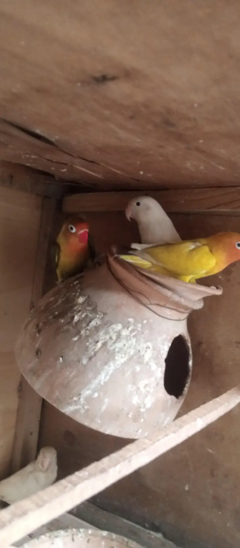 budgies for sale — photo 9