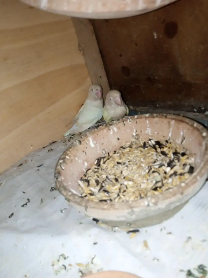 budgies for sale — photo 10