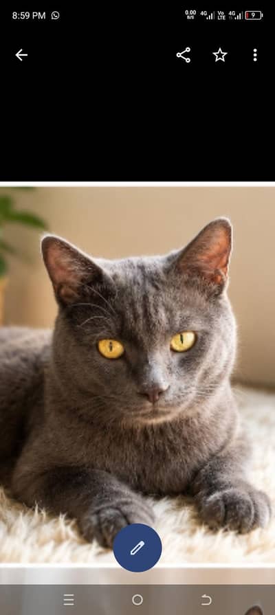 Healthy Grey Male Cat, semi Persian ( Persian mix )