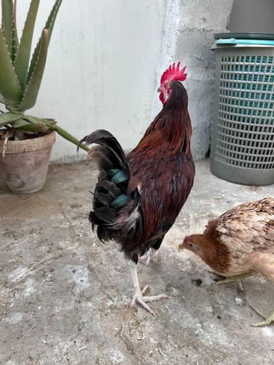 Misri Cock and Hen