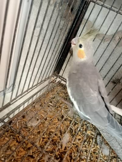 parrot