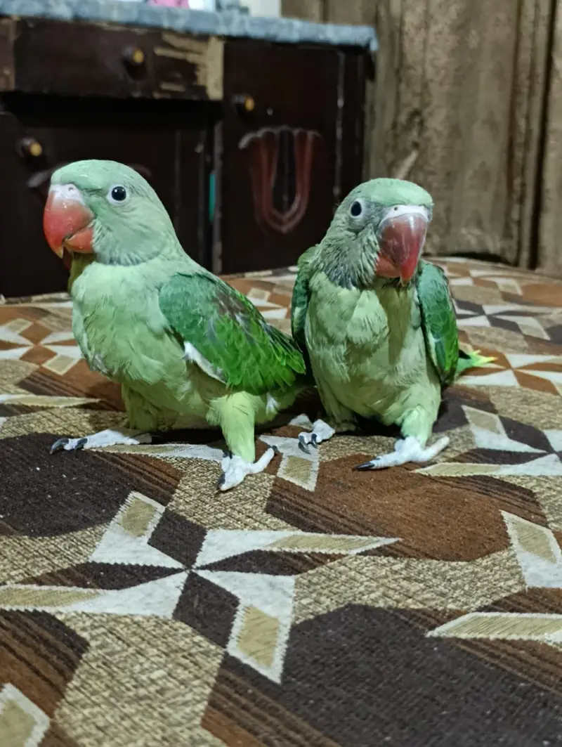 I sale it with cage it raw hande tale — photo 4