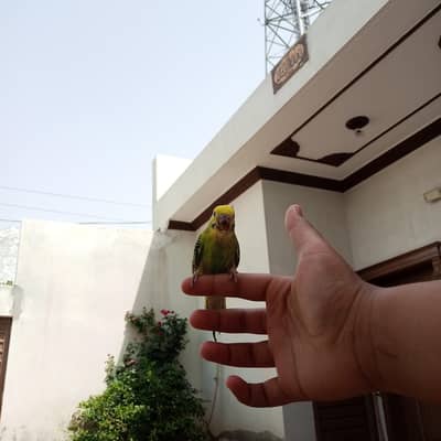 hand tame Australian male parrot for sale