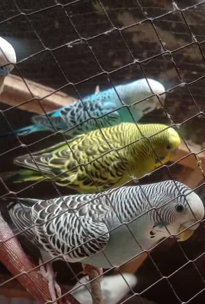 5 Budgies parrot for sale
