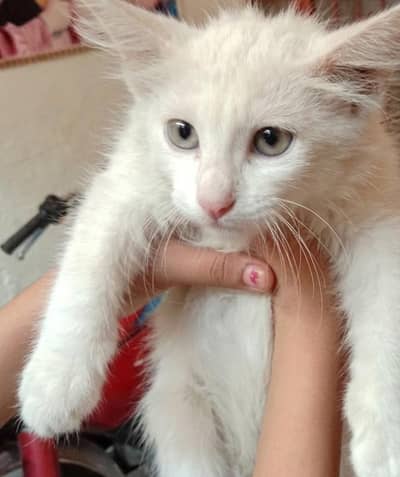 Semi Persion Female Cat Active And Playful