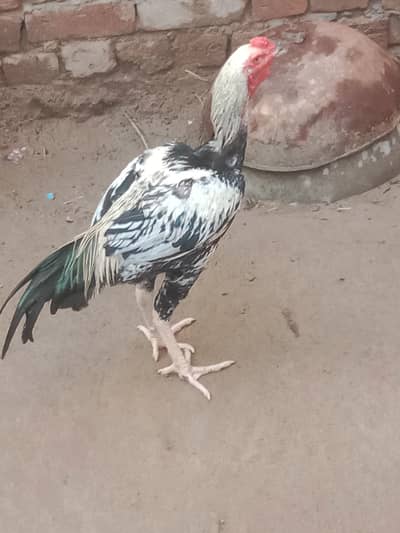 Aseel hen