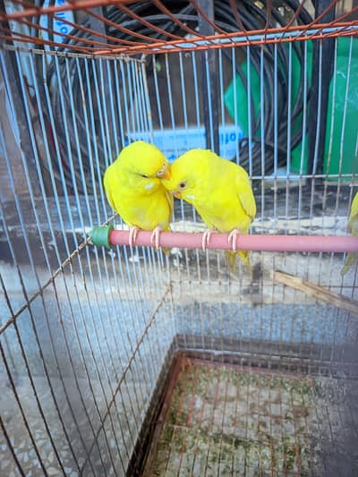 4 Red eyes budgies zabardast offer