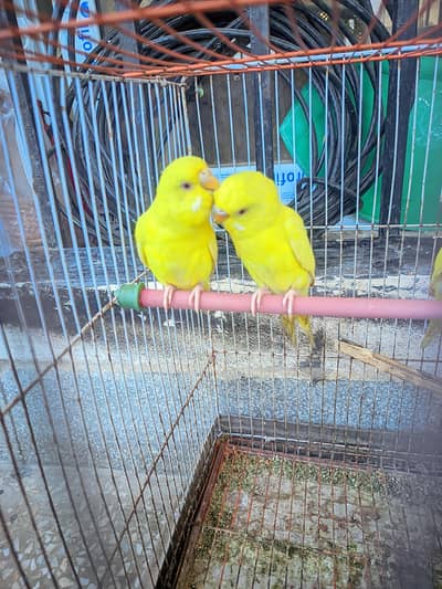 4 Red eyes budgies zabardast offer