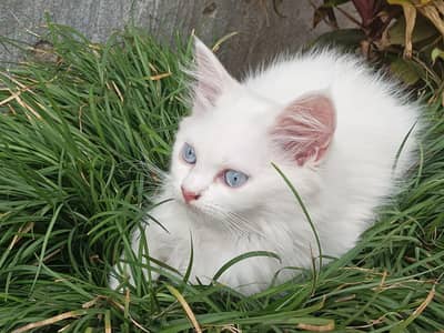 cat for sale