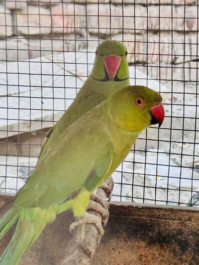 Male and Femalee Pair