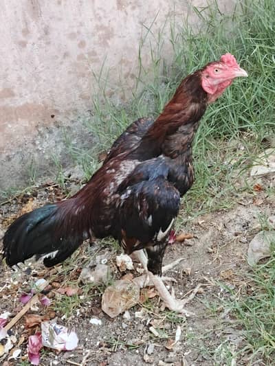 aseel murga