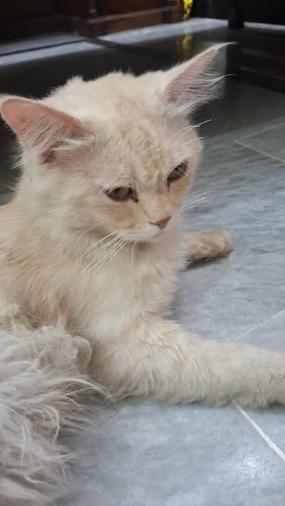 persian