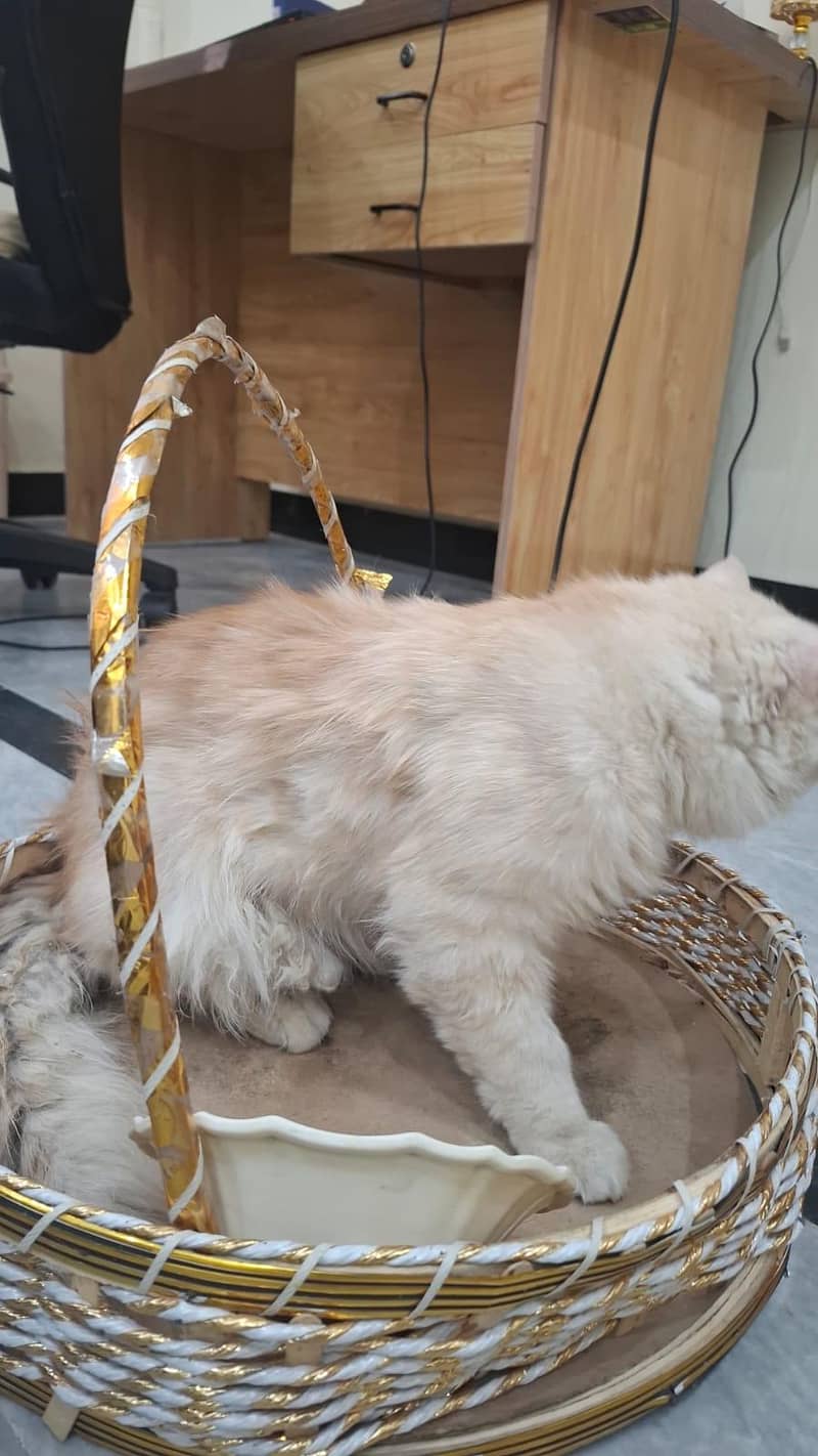 persian 1