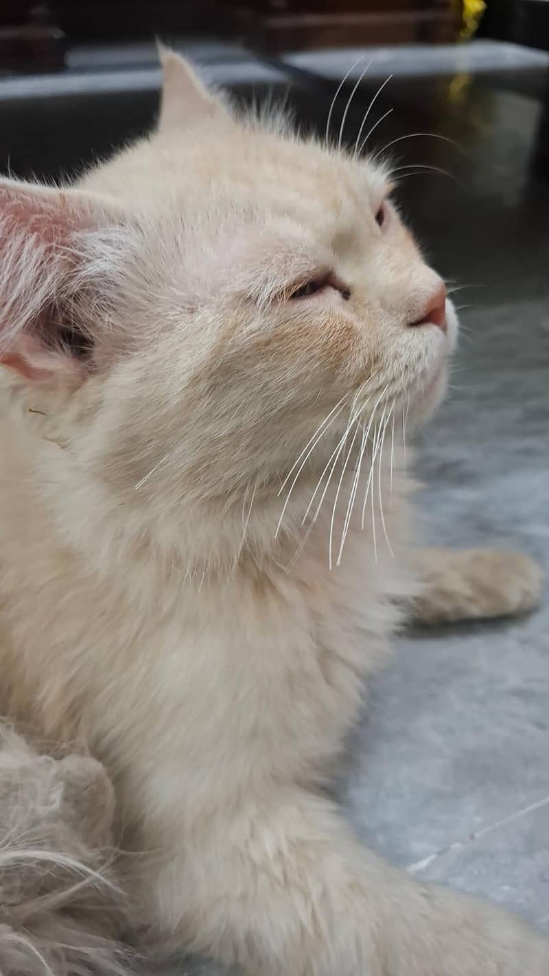 persian 2