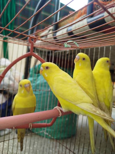 4 Red eyes budgies zabardast offer