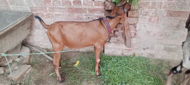 bhot acha bakra ha