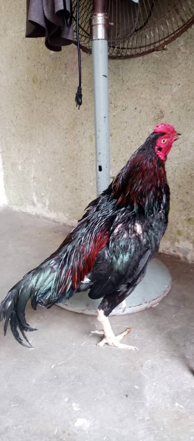 kurak morgiya or morgy for sale 03164180384