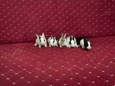 1 Male Rabbit,1 Female and 3 Bunnies big and 6 Small like 3 weeks buni