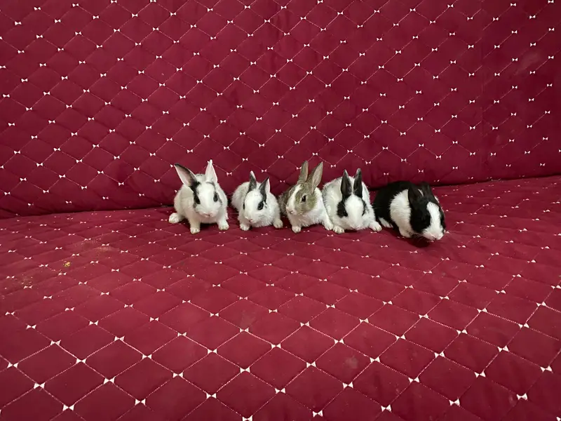 1 Male Rabbit,1 Female and 3 Bunnies big and 6 Small like 3 weeks buni