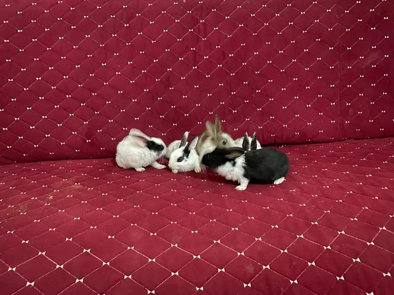 1 Male Rabbit,1 Female and 3 Bunnies big and 6 Small like 3 weeks buni — photo 2