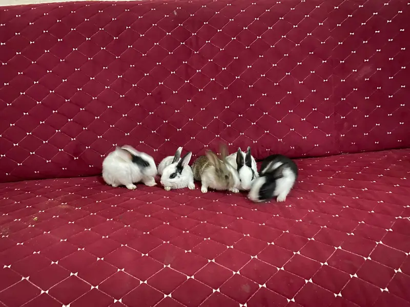 1 Male Rabbit,1 Female and 3 Bunnies big and 6 Small like 3 weeks buni — photo 3
