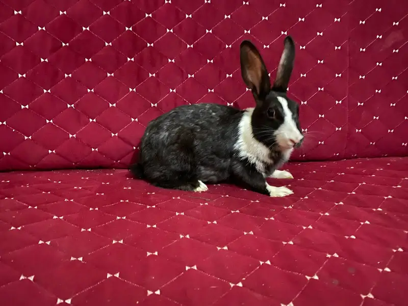 1 Male Rabbit,1 Female and 3 Bunnies big and 6 Small like 3 weeks buni — photo 4