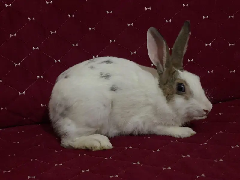 1 Male Rabbit,1 Female and 3 Bunnies big and 6 Small like 3 weeks buni — photo 5