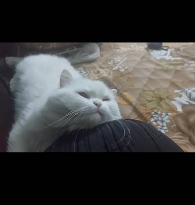 Persian male cat along with his accessories such as litter and bowl
