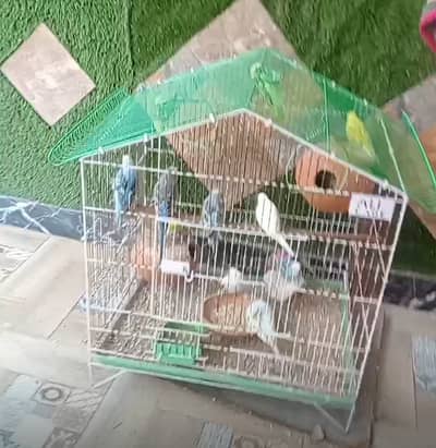 Australian beautiful Parrots For Sale in Gujranwala