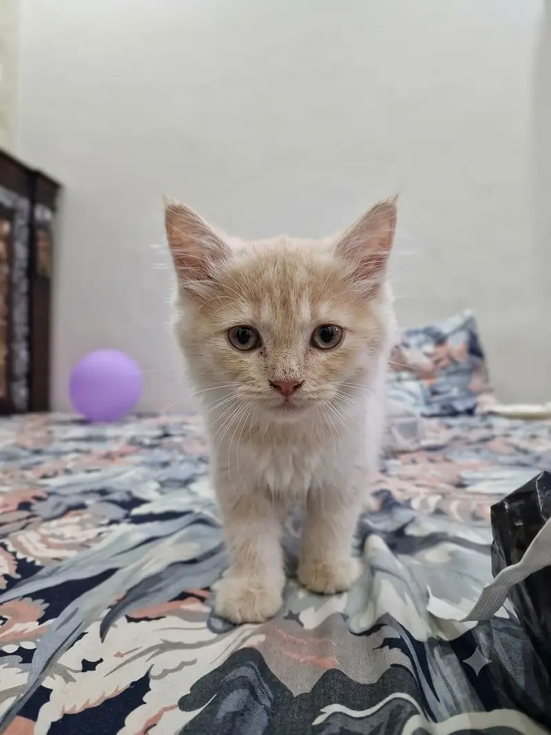 Persian cat for sale washroom train